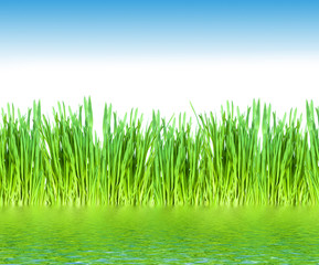 Fototapeta premium Green grass background.