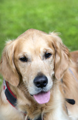 Golden Retriever Portrait