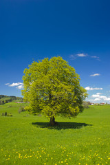 Fototapeta na wymiar Buk pojedyncze drzewa drzewo liściaste