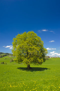 Buche Laubbaum Baum Einzelbaum