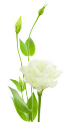 Obraz premium Delicate White Flowers Background with Buds / Eustoma ( Lisiant