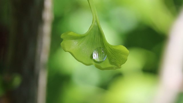 A drop of dew on leaf of ginkgo