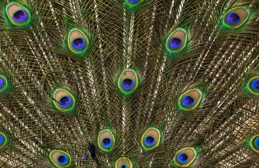 Obraz premium Peacock feathers