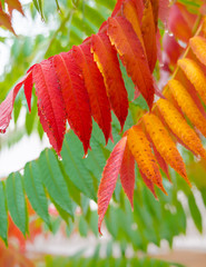 Essigbaum im Herbst, Rhus typhina, Herbstfarben