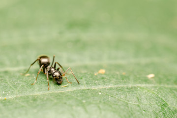 Black Ant