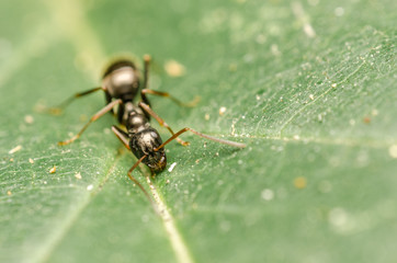 Black Ant Macro