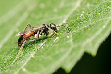 Hover Fly Macro