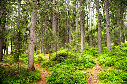 sentiero nel bosco