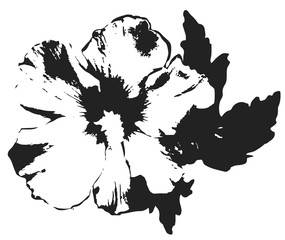hibiskusbluete © lichtblitze