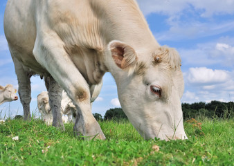 vache broutant l'herbe