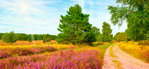 wandern in der Heide