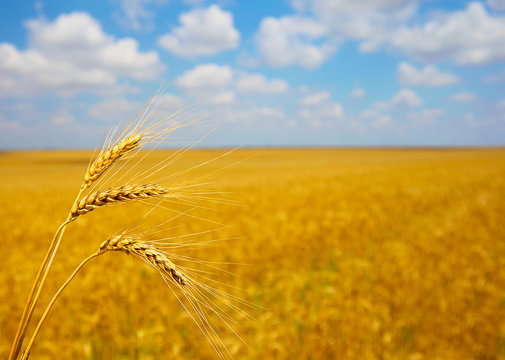Ripening ears of wheat field in the style of bokeh