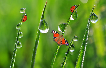 fresh morning dew with ladybirds and butterfly