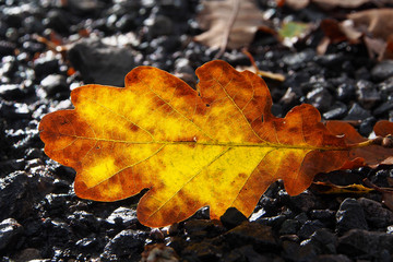 Illuminated autumn oak leaf with sunlight