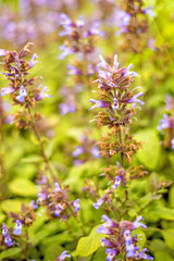 Salbei, Salvia officinalis