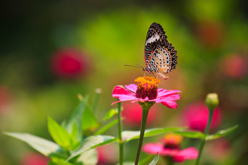 Leopard lacewing butterfly feeding on zinnia flower