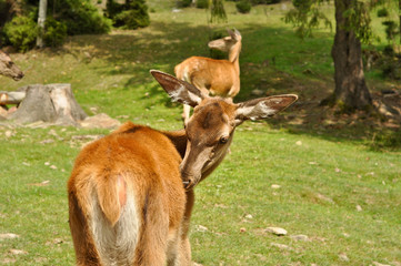 Small deer in a forest