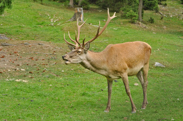 Male deer on the meadow