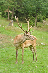 Naklejka na ściany i meble Male deer on the meadow