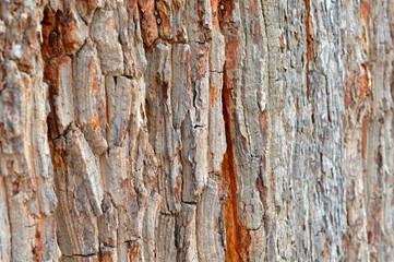 Wooden bark fence wall