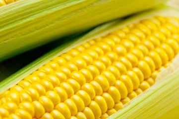 トウモロコシ