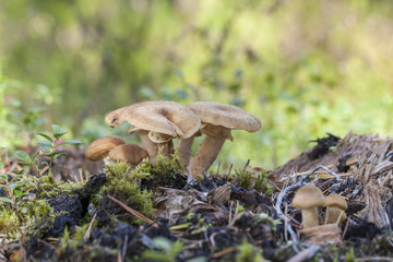 Family of fenugreek milkcap mushrooms in forest