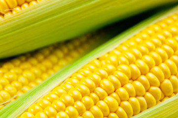 トウモロコシ