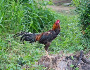 Gamecocks in the garden