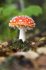 Small flyagaric