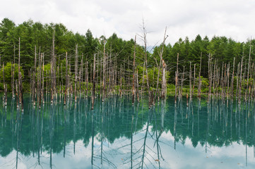 青い池