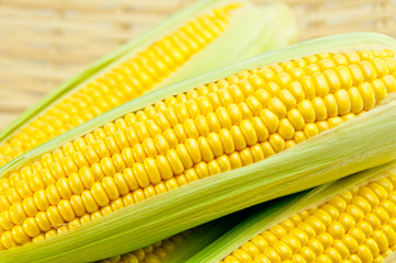トウモロコシ