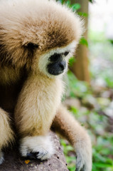 gibbon