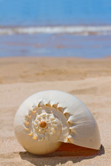 sea shell