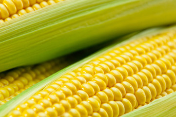 トウモロコシ