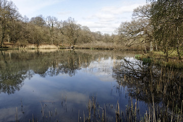 Fototapeta na wymiar Cannop Ponds, Forest of Dean