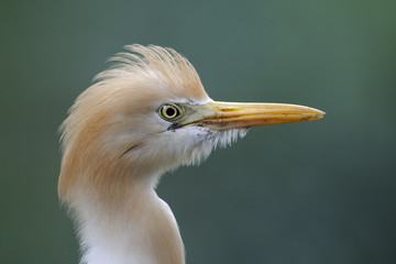 Cattle egret, Bubulcus ibis