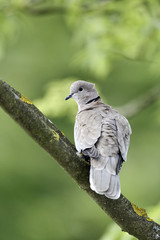 Collared dove, Streptopelia decaocto