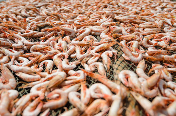 Close-up view of  shrimps being dried in the traditional way