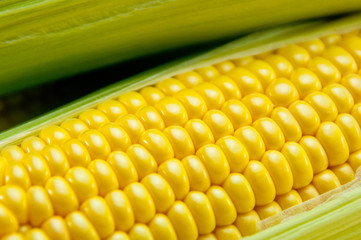 トウモロコシ