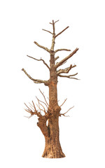 Fototapeta premium Old and dead tree isolated on white background