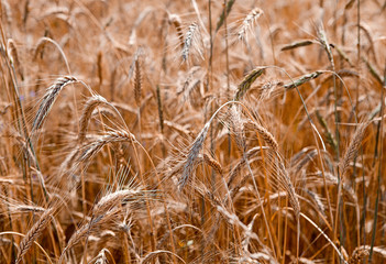 Ripening ears of wheat field