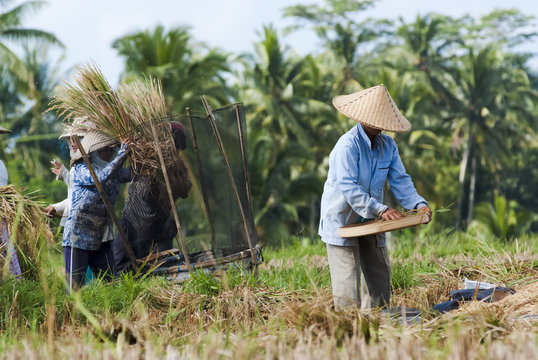 Rice Winnowing in Bali, Indonesia