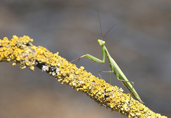 Mantis on liquens