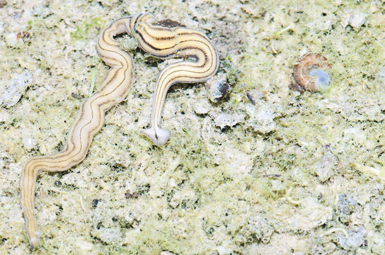 Worm