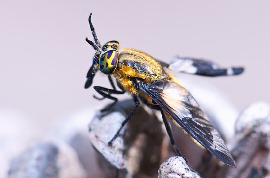 Gladfly