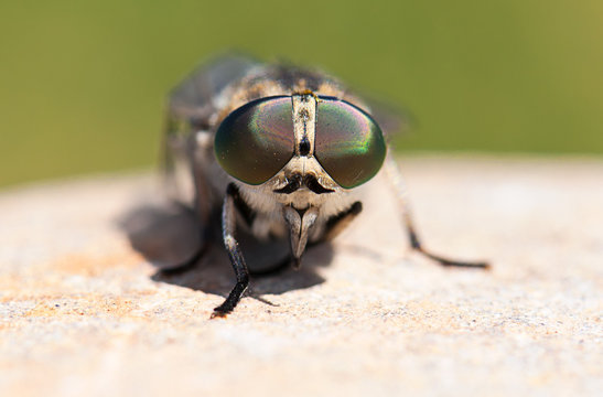 Gladfly