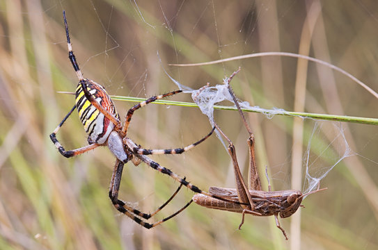 Spider eating