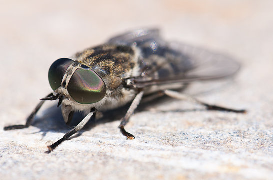 Gladfly