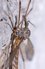 Mosquito