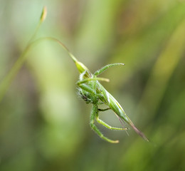 Spider on the grass